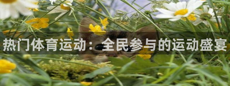 vsport体育官方正版app集团官网首页：热门体育